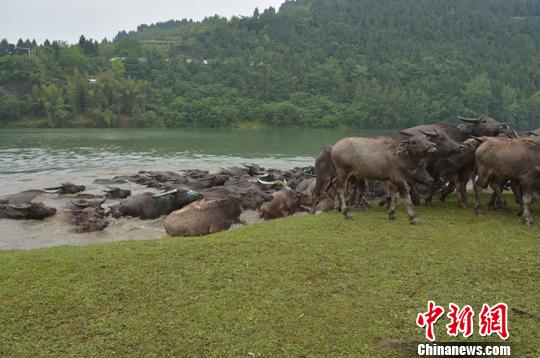 水中游行近十分钟后，争相上岸。　杨勇 摄